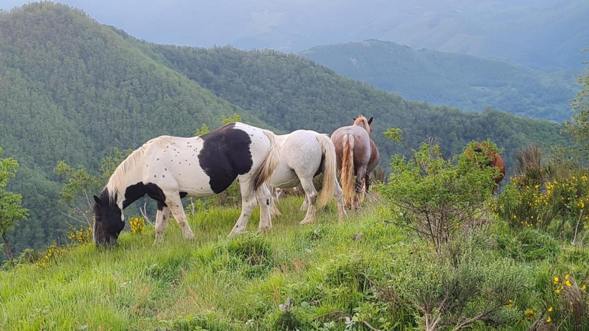Cuccaro Club - Val Di Vara E Cinque Terre Rocchetta di Vara Buitenkant foto